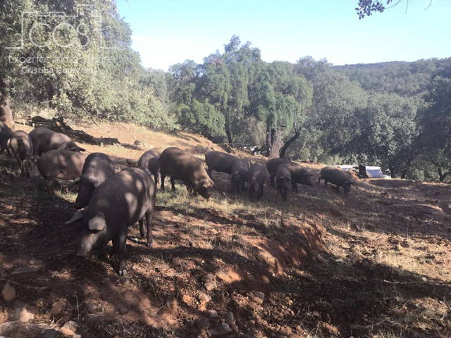 Venta de Finca Rústica de 7,4675 ha. de encinas y alcornoques con nave y casa en en Cazalla de la Sierra.600 m2 photo 0