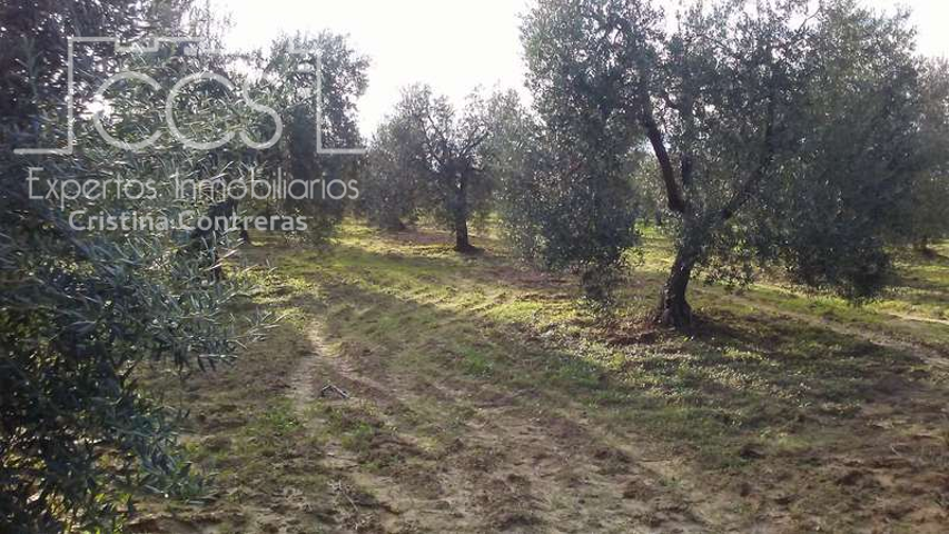 Venta de Finca de 18.000 m2 de olivos EN CONCESIÓN en Almonte. photo 0