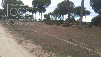 Venta de finca de 8,47 Ha, en Almonte. EN PROPIEDAD. photo 0
