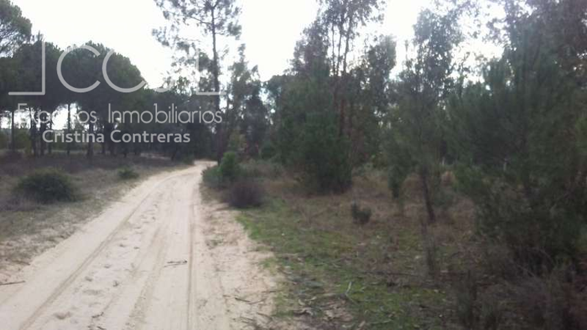 Venta de finca de 8,47 Ha, en Almonte. EN PROPIEDAD. photo 0