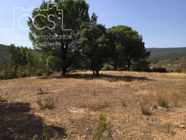 Venta de finca de 6Ha. en El Castillo de las Guardas junto a la Reserva Natural. photo 0