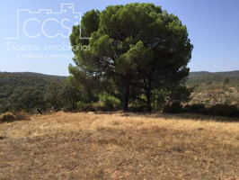 Venta de finca de 6Ha. en El Castillo de las Guardas junto a la Reserva Natural. photo 0