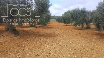 Venta de parcela de 2.3 Ha de olivar en Almonte ( Huelva). PROPIEDAD photo 0