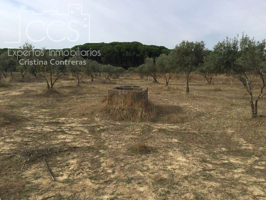 Venta de finca EN CONCESIÓN de 9,800 ha con construcción en Almonte. photo 0