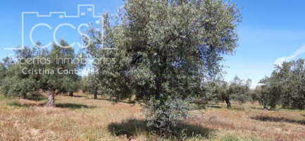 Venta de finca EN PROPIEDAD de 1.70Ha de olivar centenario en producción, totalmente llana, en Almonte (Huelva) . photo 0