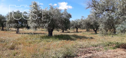 Venta de finca de 2Ha de olivar centenario en producción, totalmente llana, en Almonte (Huelva) EN PROPIEDAD photo 0