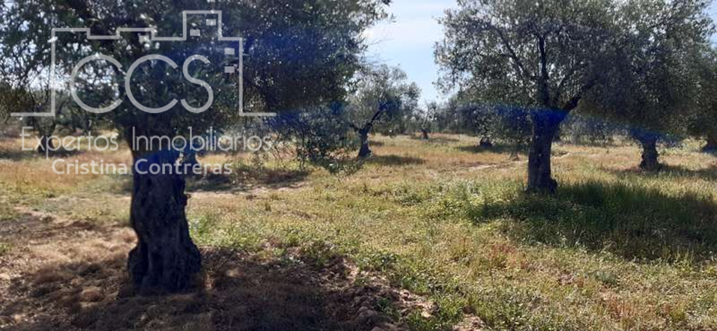Venta de finca EN PROPIEDAD de 2Ha de olivar centenario en producción, totalmente llana, en Almonte (Huelva) . photo 0