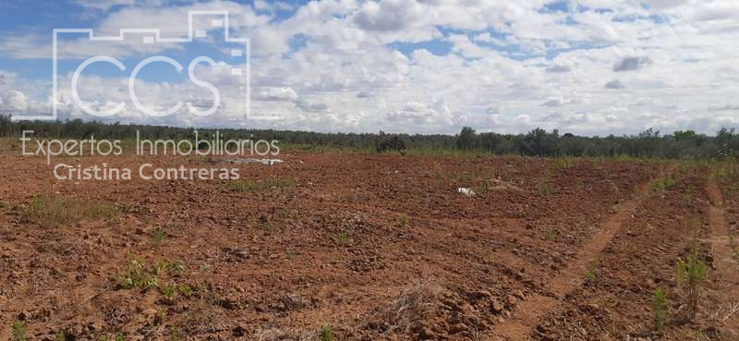 Venta de finca EN PROPIEDAD de 9.009 m2 en Almonte (Huelva) photo 0