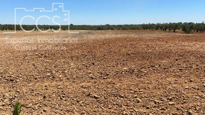 Venta de finca EN PROPIEDAD de 1Ha. en Almonte (Huelva) photo 0