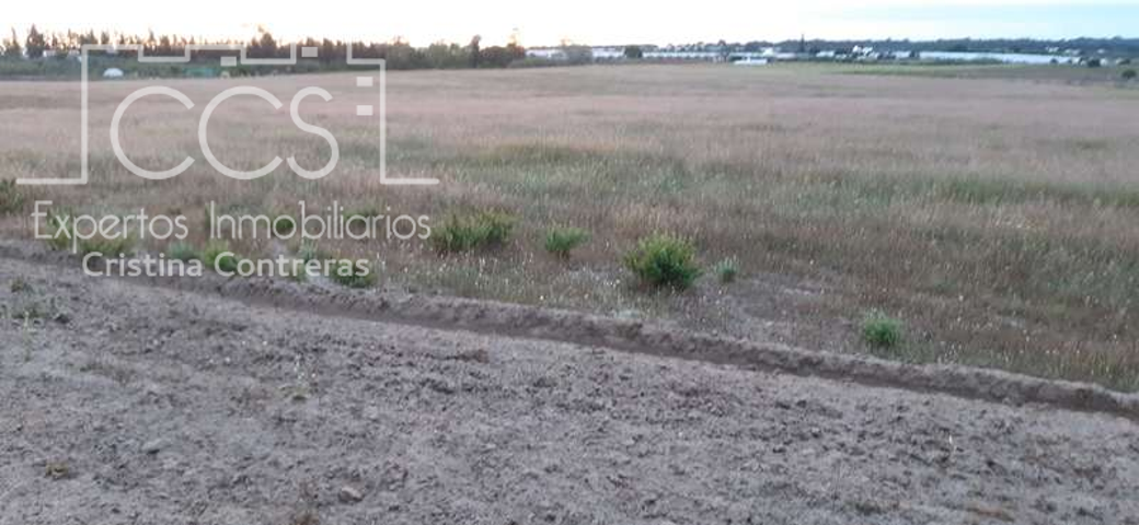 Venta de finca de 2 Ha, en Almonte (Huelva) EN CONCESIÓN photo 0
