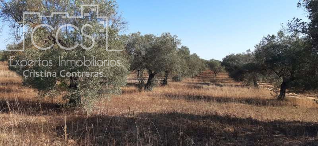 Venta de finca de 4,242 Ha en Almonte, de olivar en PROPIEDAD photo 0