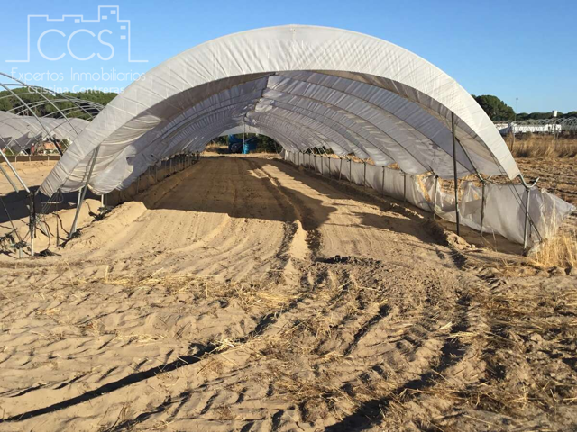 Venta de finca en CONCESIÓN de 4 ha de regadío al 100% en Almonte. photo 0