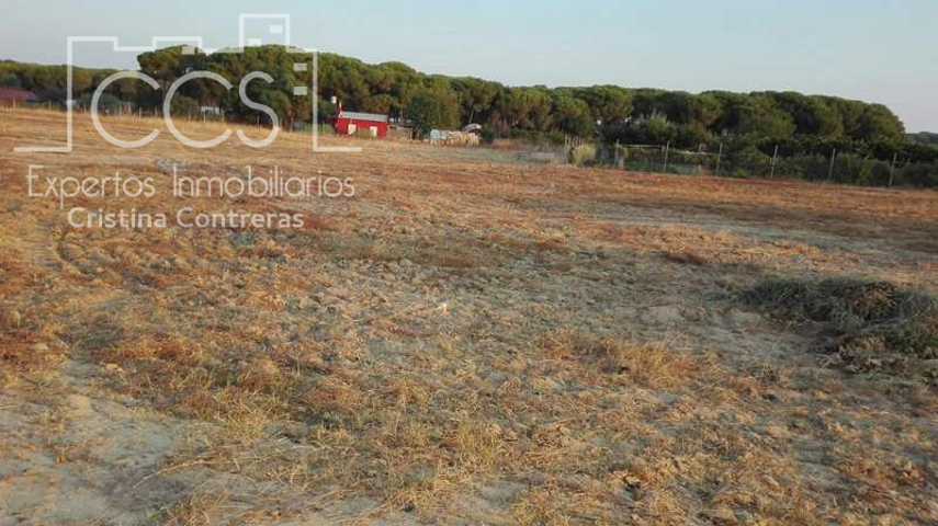 Venta de finca en CONCESIÓN de 4 ha de regadío en Almonte. photo 0