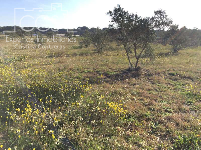 Venta de finca EN CONCESIÓN, de 6.500m2 de terreno y vivienda de 62m2 sin terminar de construir, en Almonte ( Huelva) photo 0