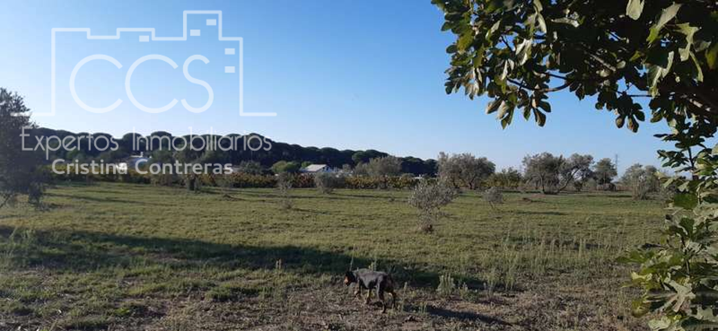 Venta de finca EN CONCESIÓN, de 6.500m2 de terreno y vivienda de 62m2 sin terminar de construir, en Almonte ( Huelva) photo 0