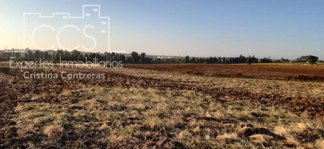 Venta de finca de 1´5Ha en Almonte (Huelva) EN PROPIEDAD photo 0