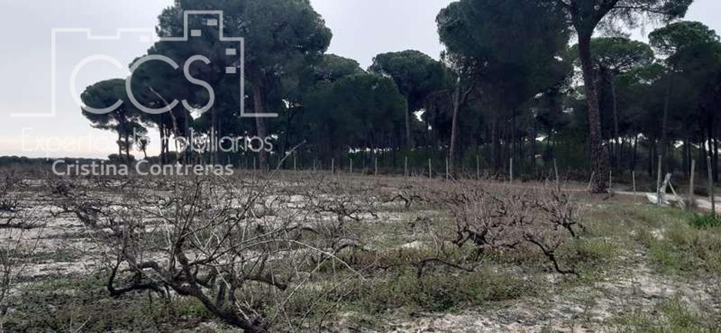 Venta de finca EN CONCESIÓN, DE 28.000M2 de terreno en Almonte ( HUELVA) photo 0