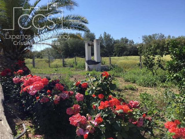 Venta de finca en PROPIEDAD de 19.561 m2, olivar, naranjos y parras con una vivienda y nave en Almonte photo 0