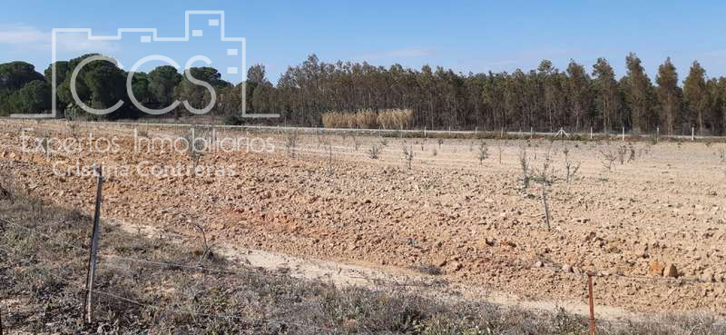 Venta de finca en CONCESIÓN de 14.000m2 en Almonte ( Huelva) photo 0