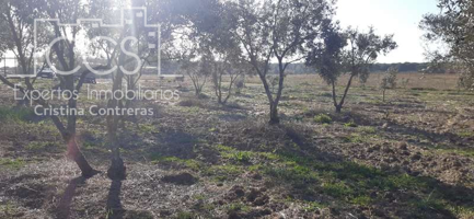 Venta de finca en CONCESIÓN de 12.500m. en Almonte (Huelva) photo 0