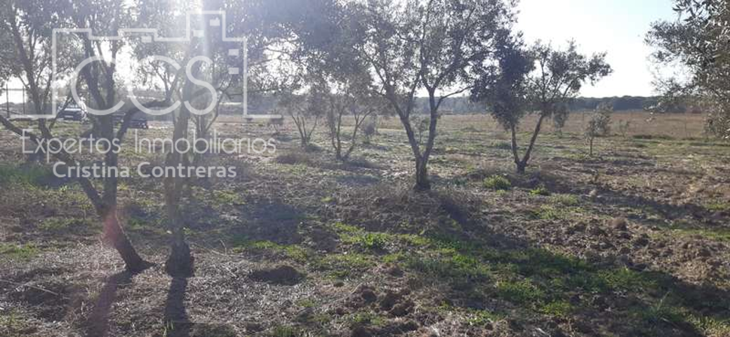 Venta de finca en CONCESIÓN de 12.500m. en Almonte (Huelva) photo 0