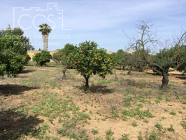 Venta de parcela de 10.288 m2 en el centro de Olivares. photo 0
