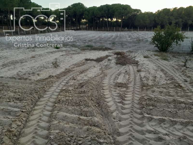 Venta de finca en CONCESIÓN de 1´5 ha. de terreno y con vivienda de 110m2 construidos, en Almonte ( Huelva) photo 0