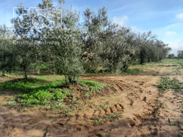 Venta de finca en PROPIEDAD, de 14.068 m2 de terreno toda de olivar, en Almonte (Huelva) photo 0