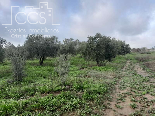 Venta de finca en PROPIEDAD, de 14.068 m2 de terreno toda de olivar, en Almonte (Huelva) photo 0