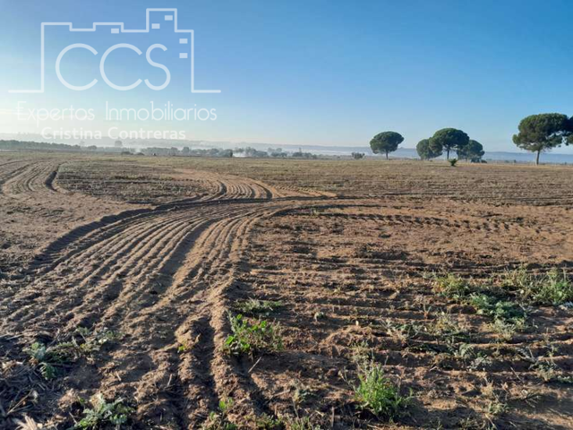 Venta de finca en CONCESIÓN, de 25.000m2 de terreno, en Almonte ( Huelva) photo 0