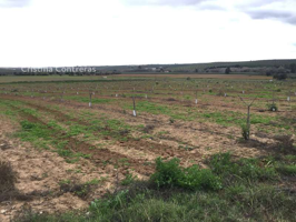 Venta de finca rústica de 24 ha en el Aljarafe,  almendros y ciruelos con pozo  en Huévar del Aljarafe. photo 0