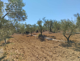 Venta de finca en PROPIEDAD de 15 ha de terreno en Almonte (Huelva) photo 0