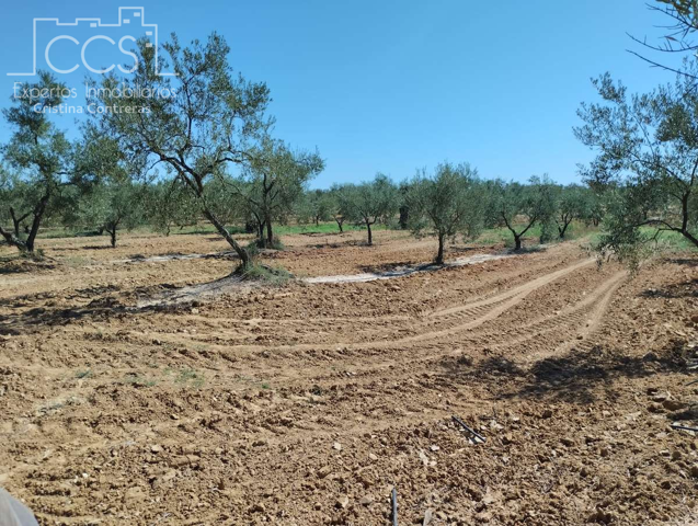 Venta de finca en PROPIEDAD de 15 ha de terreno en Almonte (Huelva) photo 0