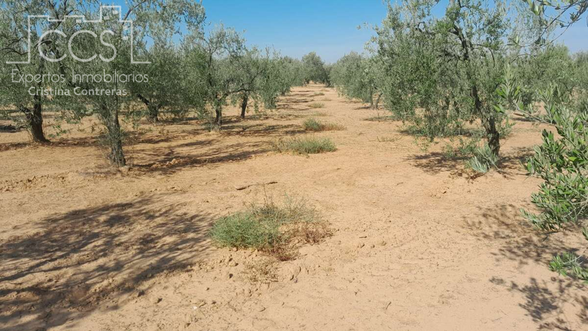 Venta de finca EN PROPIEDAD de 10ha, en Almonte (Huelva) photo 0