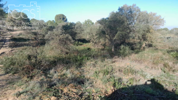 Venta de finca EN PROPIEDAD de 2ha de terreno en Almonte (Huelva) photo 0