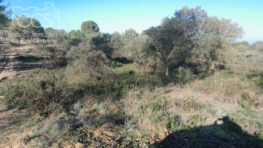 Venta de finca EN PROPIEDAD de 2ha de terreno en Almonte (Huelva) photo 0