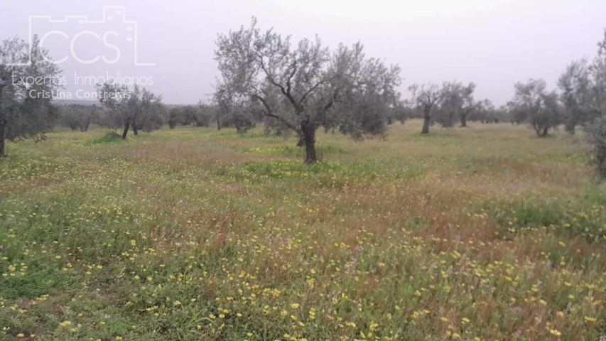 Venta de finca EN PROPIEDAD, de 2ha de terreno en Almonte (Huelva) photo 0