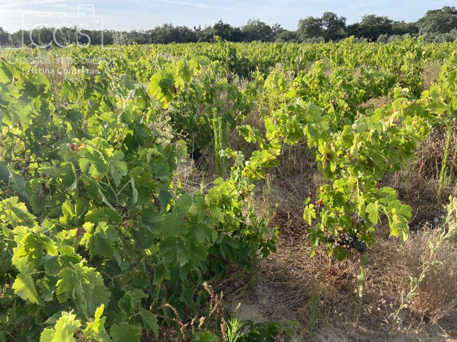 Venta de finca en PROPIEDAD de 35.611 m2 Forestal, Viñedos, Olivar, Frutal, en Almonte. photo 0