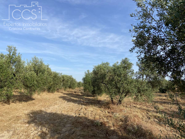Venta de finca en PROPIEDAD de 35.611 m2 Forestal, Viñedos, Olivar, Frutal, en Almonte. photo 0