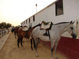 Venta de finca de 63.285 m2 ideal para ganado en Sanlúcar la Mayor. photo 0