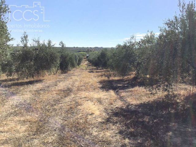 Venta de finca en PROPIEDAD de 20.321 m2, de Olivar, en Almonte. photo 0