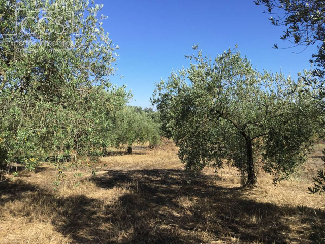 Venta de finca en PROPIEDAD de 20.321 m2, de Olivar, en Almonte. photo 0