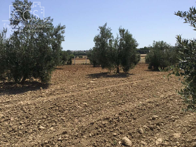 Venta de finca en PROPIEDAD de 21.336 m2 de olivar en Almonte photo 0