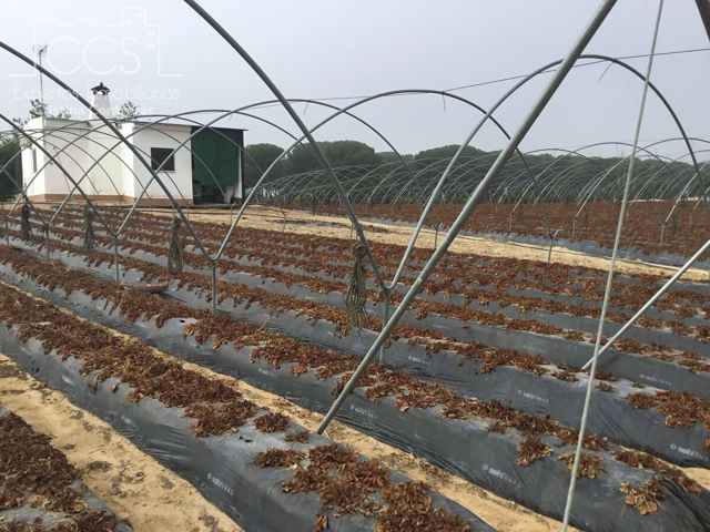 Venta de finca en CONCESIÓN, de 7.000 m2 de terreno, casa de aperos de 70 m2 construidos, luz eléctrica, pozo legalizado en Almonte. photo 0