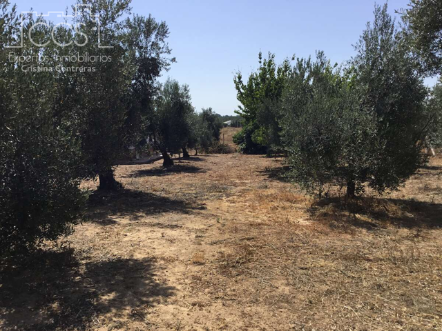 Venta de finca en CONCESIÓN, 4.500 m2 de terreno y casa de aperos, en Almonte. photo 0