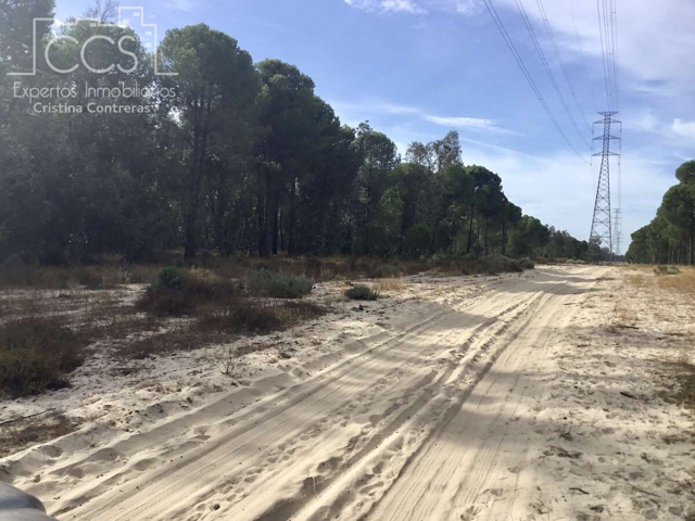 Venta de finca en PROPIEDAD de 57.775 m2 de terreno eucaliptal en Almonte. photo 0