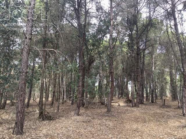 Venta de finca en PROPIEDAD de 57.775 m2 de terreno eucaliptal en Almonte. photo 0