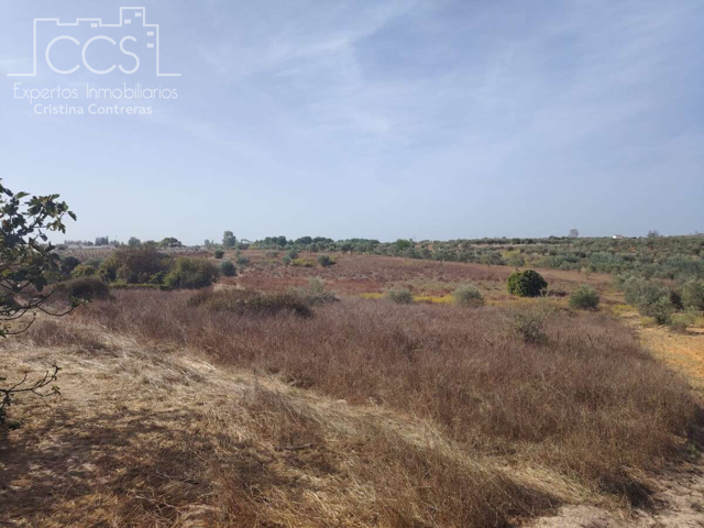 Venta de finca en CONCESIÓN de 7.100m2 de terreno en Almonte (Huelva) photo 0