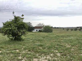 Venta de finca en CONCESIÓN de 68.716 m2 de terreno y una casa de aperos de 67m2 construidos en Almonte photo 0