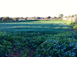 Venta de finca de 8.496 m2 de terreno con una construcción de 144 m2 construidos en Pilas. photo 0